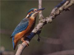 149 BIO PARC DE DOUE LA FONTAINE 2- 2016_000059